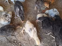 Chickens — फ़ोटो 2