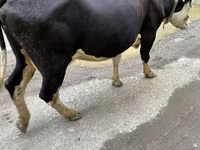 Kuh, Russian Black pied cattle — Foto 2