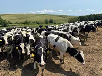 Kuh, Holstein-Rasse — Foto 6