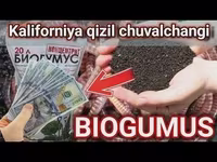 California chuvalchangi sotiladi (Biogomus) — 2-сурет