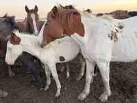 母马, Horses — 照片 1