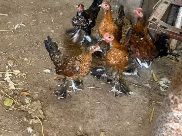 Japanisches Bantam