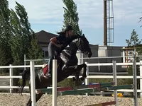 Stute, Friesian sport horse — Foto 1