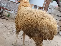 Qoç, Qoyunlar — foto 4