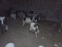 Carnero, Ovejas — foto 4