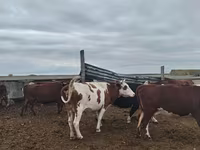 Kuh, Simmental cattle — Foto 1