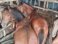 Кобила, Horse breed — фото 1