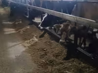 Kuh, Holstein-Rasse — Foto 1