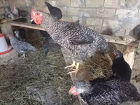 Chickens — 6-rasm