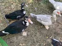 Ducks — फ़ोटो 5