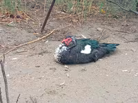 Ducks — الصورة 4