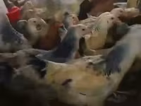 Chickens — Foto 1