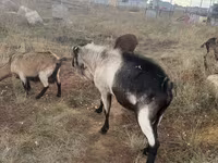 公山羊, Alpine goat — 照片 3