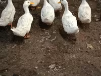 American Pekin — Foto 1