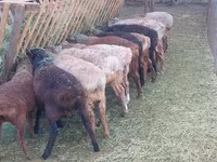 Qoyunlar (partiya, cinsi göstərilməyib), Qoyunlar — foto 4