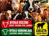 Cattle (batch, sex not specified), Simmental cattle — photo 1