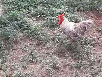 Chickens — 4-сурет