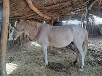 Caballo, Kazakh horse — foto 7