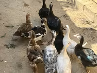 Domestic Muscovy — photo 2