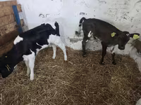 Cow, Cattle — photo 1