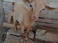 Ziege, Saanen goat — Foto 6