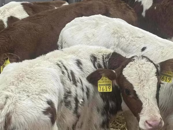 Rinder (Partie, Geschlecht nicht angegeben), Simmental cattle