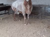 Widder, Edilbay sheep — Foto 1