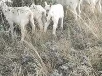 Dişi keçi, Alpine goat — foto 2