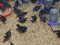 Chickens — الصورة 1