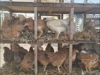 Chickens — 6-сурет