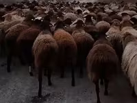 Qoʻchqor, Hissar sheep — 2-rasm