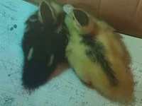 Ducks — 3-сурет
