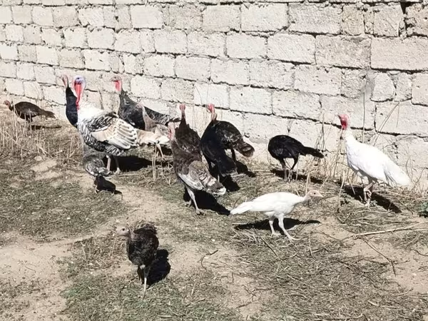 Turkeys