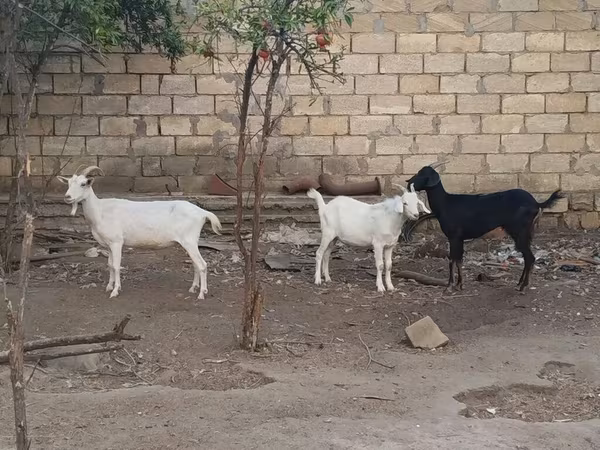 Cabra, Cabras