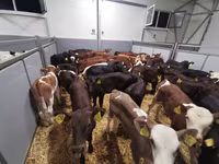 İnək, Simmental cattle — foto 4