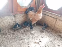 Chickens — 5-rasm
