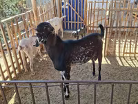 Ziegenbock, Beetal goats — Foto 6