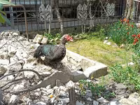 Ducks — الصورة 8