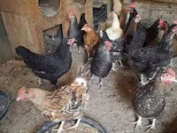 Chickens — 1-rasm