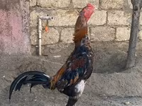 Chickens — foto 5