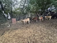 公牛, Swiss cattle — 照片 2