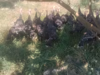 Turkeys — फ़ोटो 3