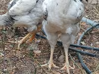 Chickens — الصورة 5