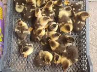 Ducks — 3-rasm