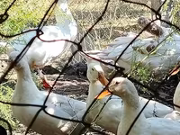 Geese — Foto 8