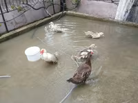 Turkeys — foto 5