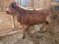 Vaca, Ganado vacuno — foto 3
