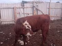 Kuh, Latvian Blue cattle — Foto 3