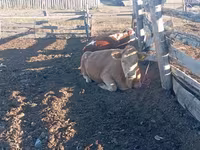 母牛, Cattle — 照片 2