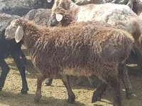 Қой, Edilbay sheep — 2-сурет